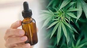 Cannabis oil - como aplicar - Encomendar - forum